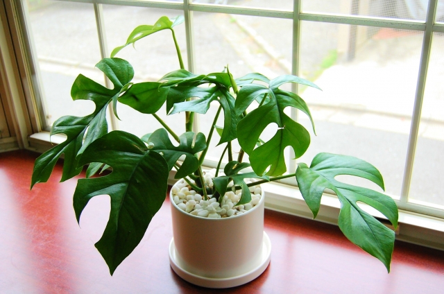 観葉植物はやっぱり毎日の水やりが大事 でも水の量次第でカビの原因に お役立ちラボ