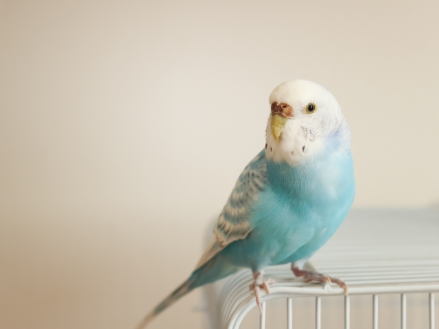 インコの飼い方 一人暮らしの初心者でも飼育できる 温度の管理はどうする お役立ちラボ