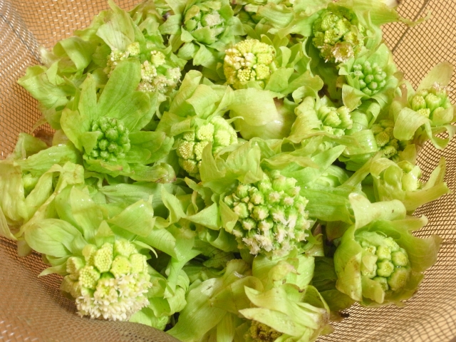 ふきのとうを食べ過ぎるとどうなる 量の目安は 栄養や成分は お役立ちラボ