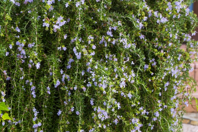 ローズマリーの花のイメージ画像